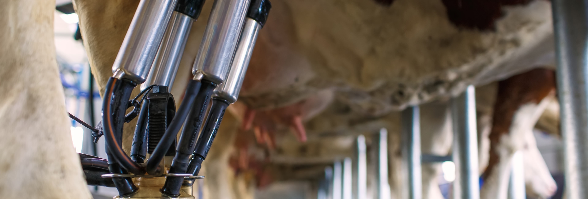 ¿Quiere mejorar los tiempos de ordeño en su hato?